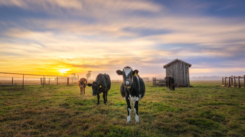 Go Raw Pet Food Cows Grazing