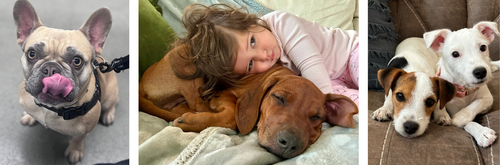 Go Raw Feeding Recommendations