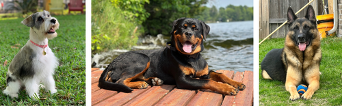 Go Raw Pet Food Pups