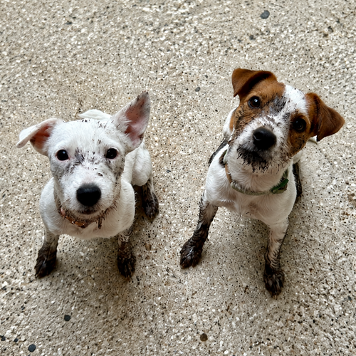 dirty jack russell terriers