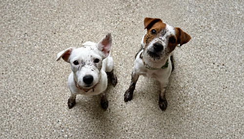 Dirty Jack Russells