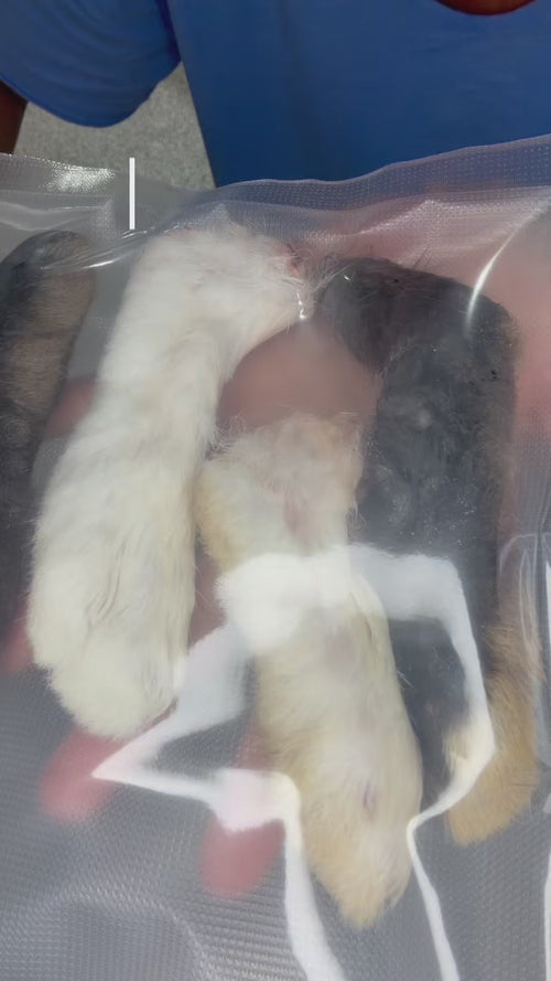 4 Rabbit Feet Feeding
